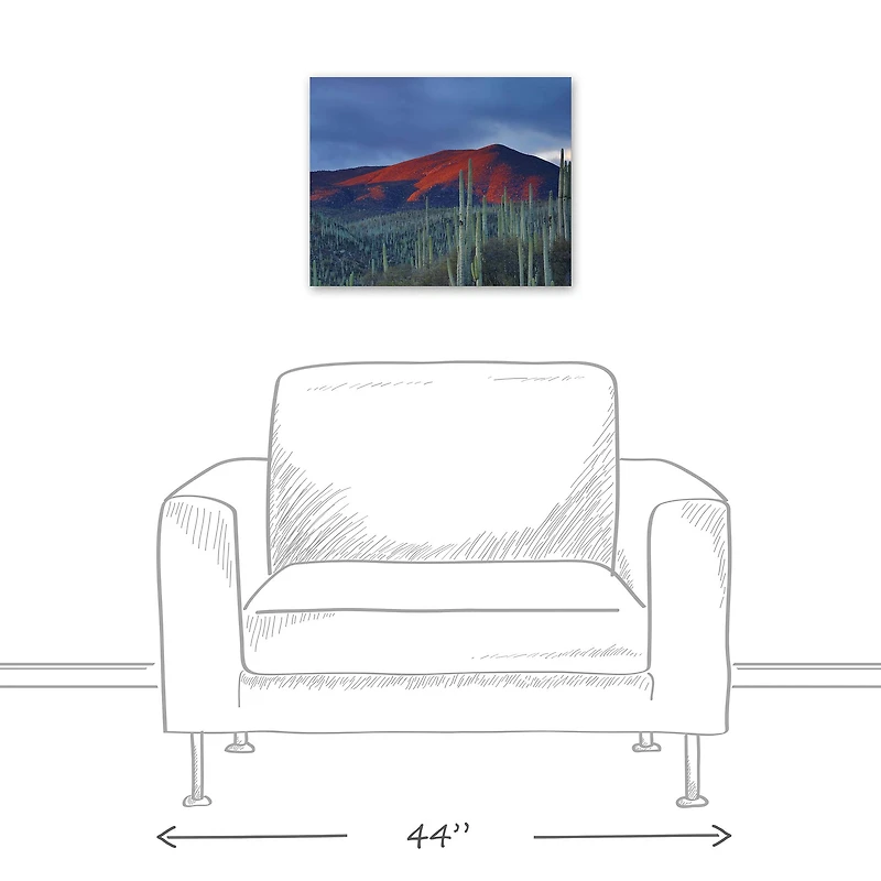 Field Of Cactus 20" x 16" Canvas Wall Art