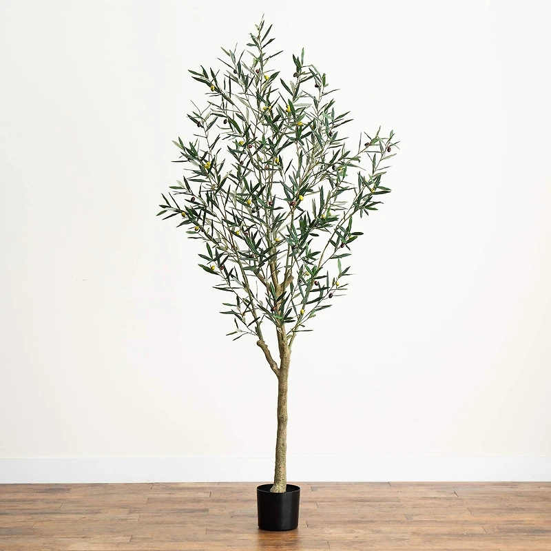 7ft. Potted Greco Olive Tree