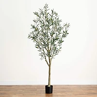 7ft. Potted Greco Olive Tree