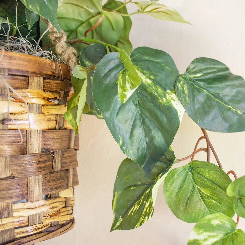 2ft. Pothos In Hanging Basket