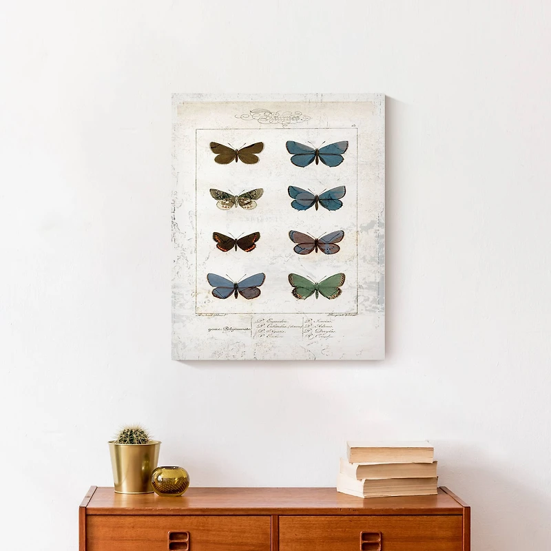 Butterfly Study 16" x 20" Canvas Wall Art