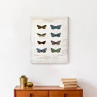 Butterfly Study 16" x 20" Canvas Wall Art