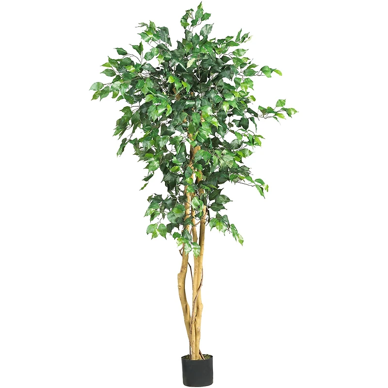 5ft. Potted Ficus Tree