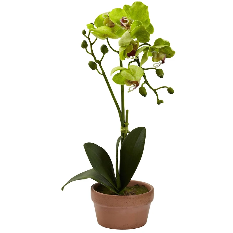 13" Orchid with Clay Vase, 4ct.