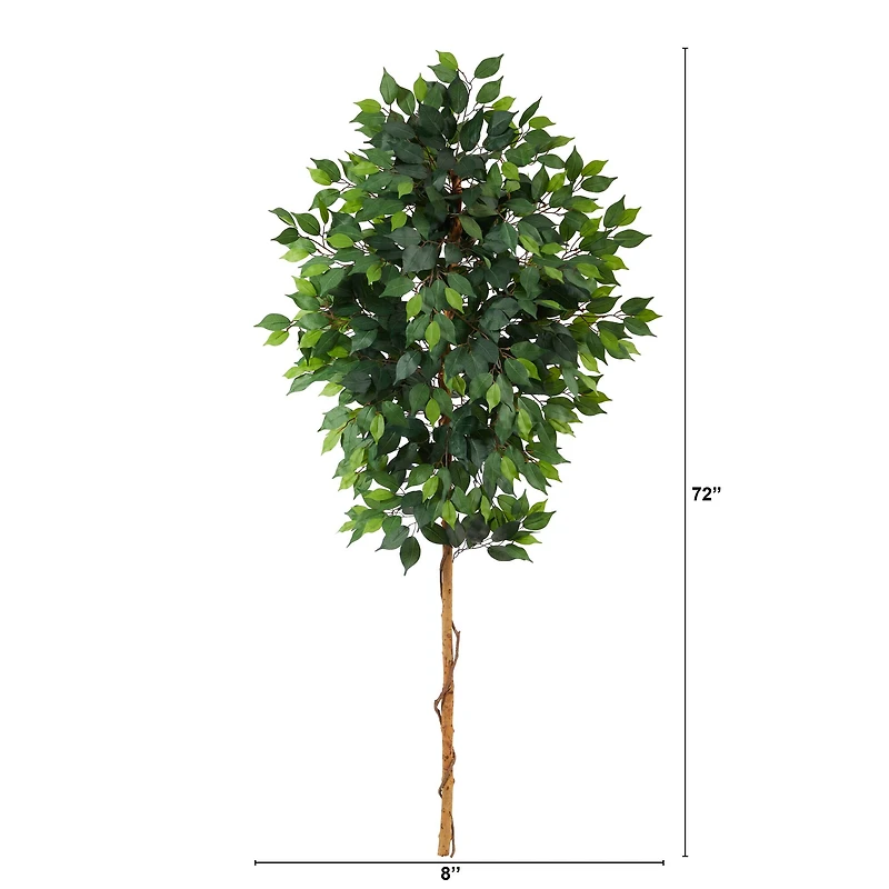6ft. Single Ficus Tree