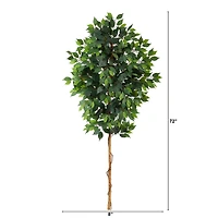 6ft. Single Ficus Tree