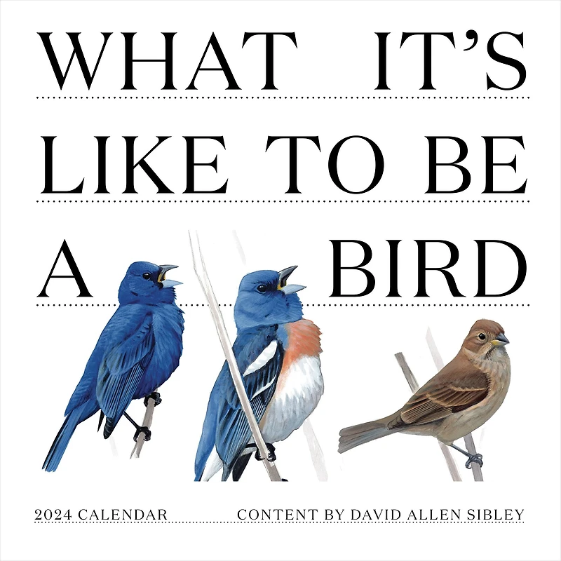 TF Publishing 2024 What It's Like To Be A Bird Wall Calendar