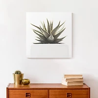 Designs Direct Aloe Plant Canvas Wall Art