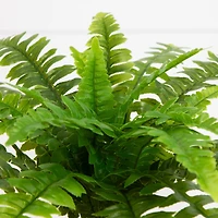 19" UV-Resistant Artificial Boston Ferns, 2ct.