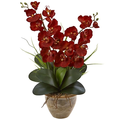 2ft. Red Double Stem Orchid Arrangement in Ceramic Vase