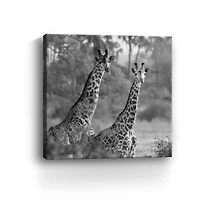A Pair Of Giraffes Canvas Giclee