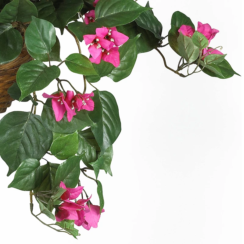 24" Pink Bougainvillea Hanging Basket