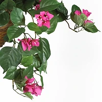 24" Pink Bougainvillea Hanging Basket