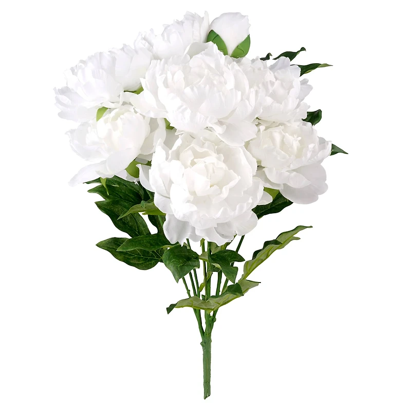 White Peony Bush by Ashland®