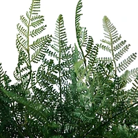 17" Forest Fern Arrangement in Glass Vase