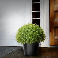 Globe Japanese Holly with Green Pot