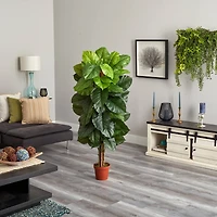 5ft. Potted Philodendron Plant