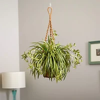 20" Spider Plant Hanging Basket