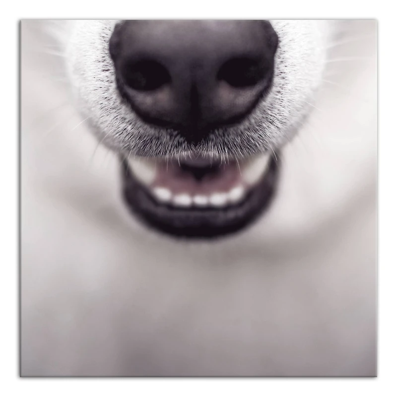 Dog Nose 20" x 20" Canvas Wall Art