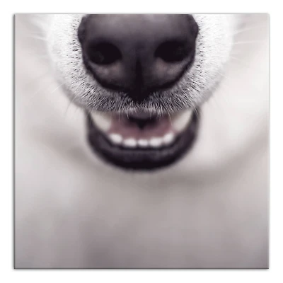 Dog Nose 20" x 20" Canvas Wall Art