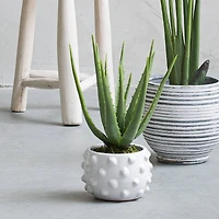 Hello Honey® 5.5" White Bubbled Design Terra Cotta Planter