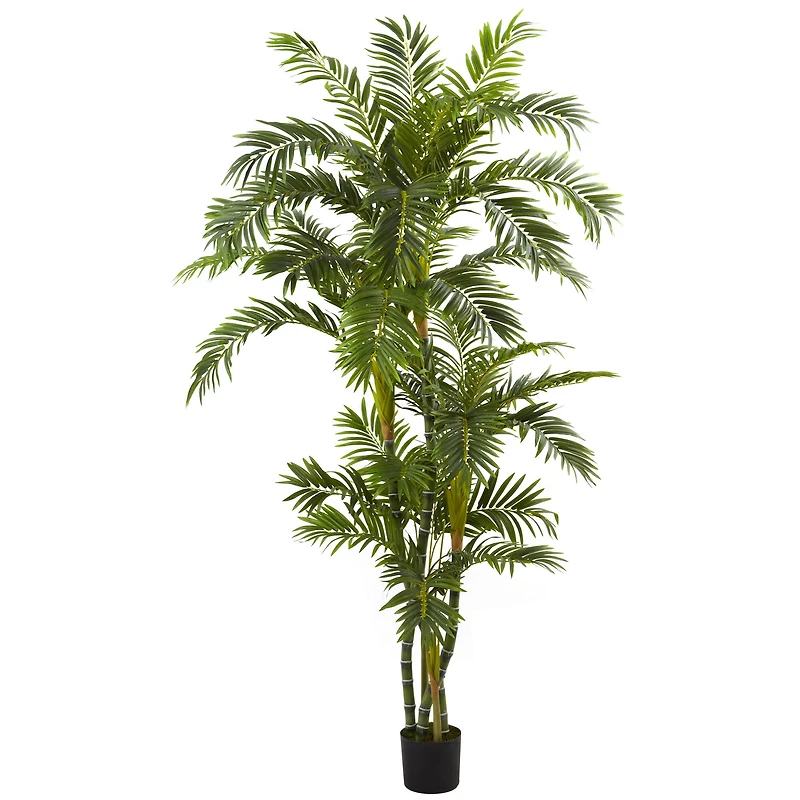 6ft. Potted Curvy Parlor Palm Tree