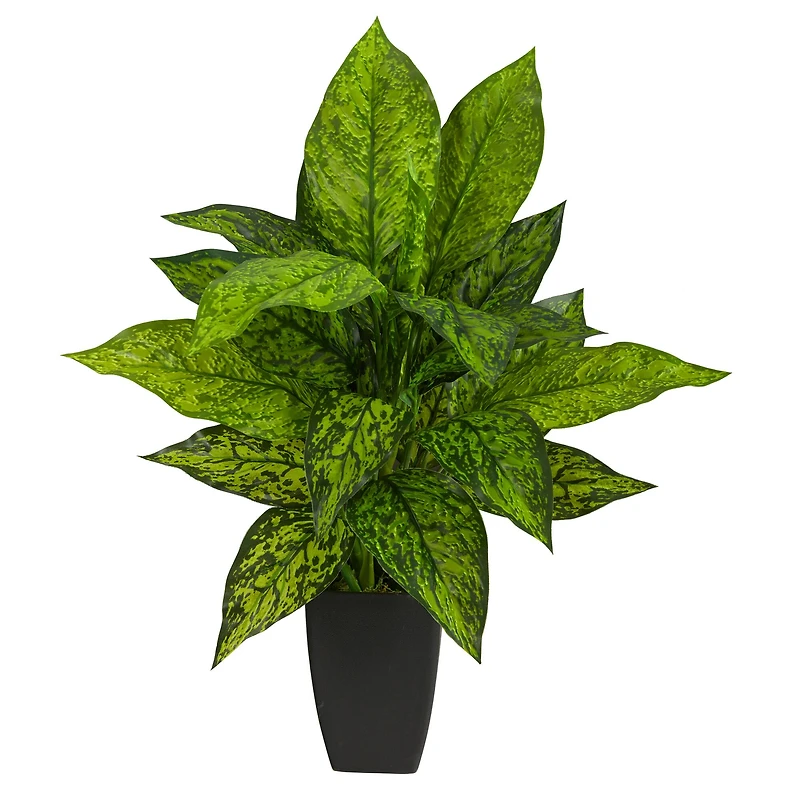21" Dumb Cane Plant in Decorative Black Planter