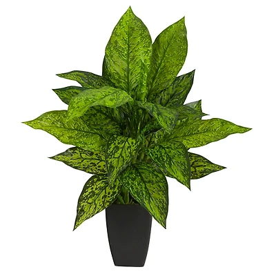 21" Dumb Cane Plant in Decorative Black Planter