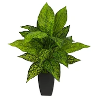 21" Dumb Cane Plant in Decorative Black Planter