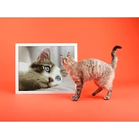 Simply Dotz® Beginner Daydream Kitty Diamond Painting Kit