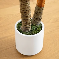 5.5ft. Arrowhead Philodendron in White Decorative Planter