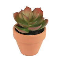 Mini Premade Succulents in Terra Cotta Pots