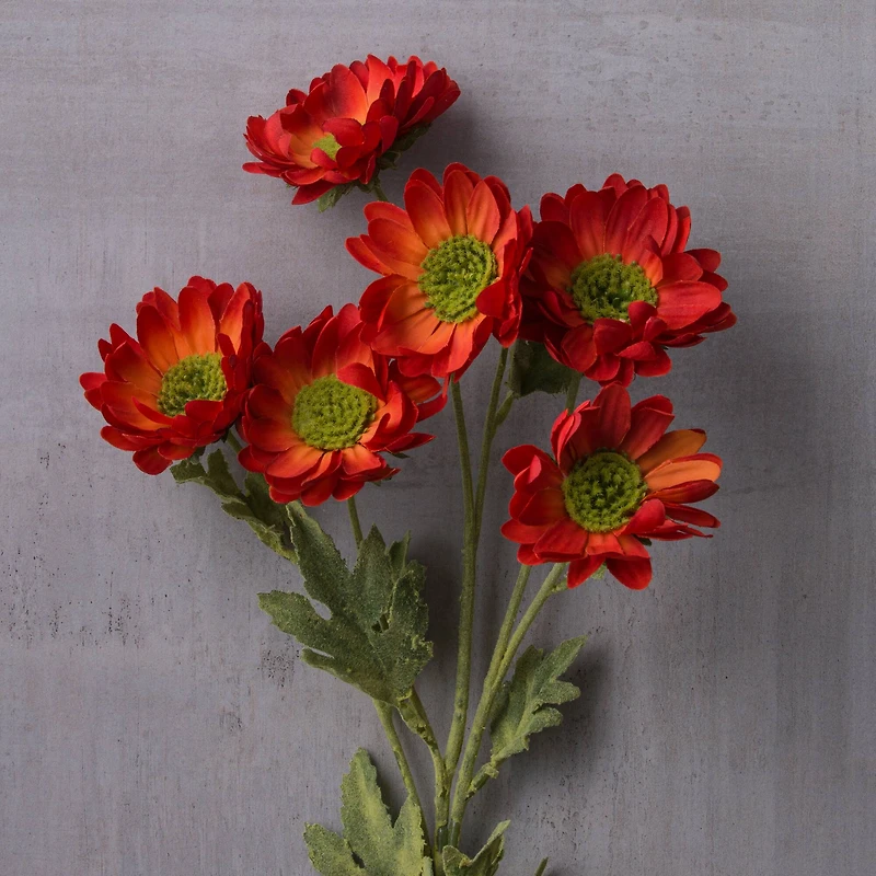 Rust Daisy Mum Stem by Ashland®