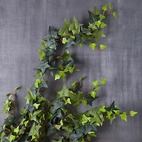 11 Pack: Star Ivy Bush by Ashland®
