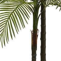 7ft. Potted Double Robellini Palm Tree