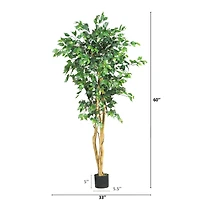 5ft. Potted Ficus Tree
