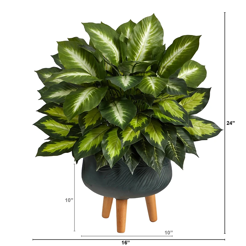 2ft. Golden Dumb Cane in Decorative Black Planter with Stand