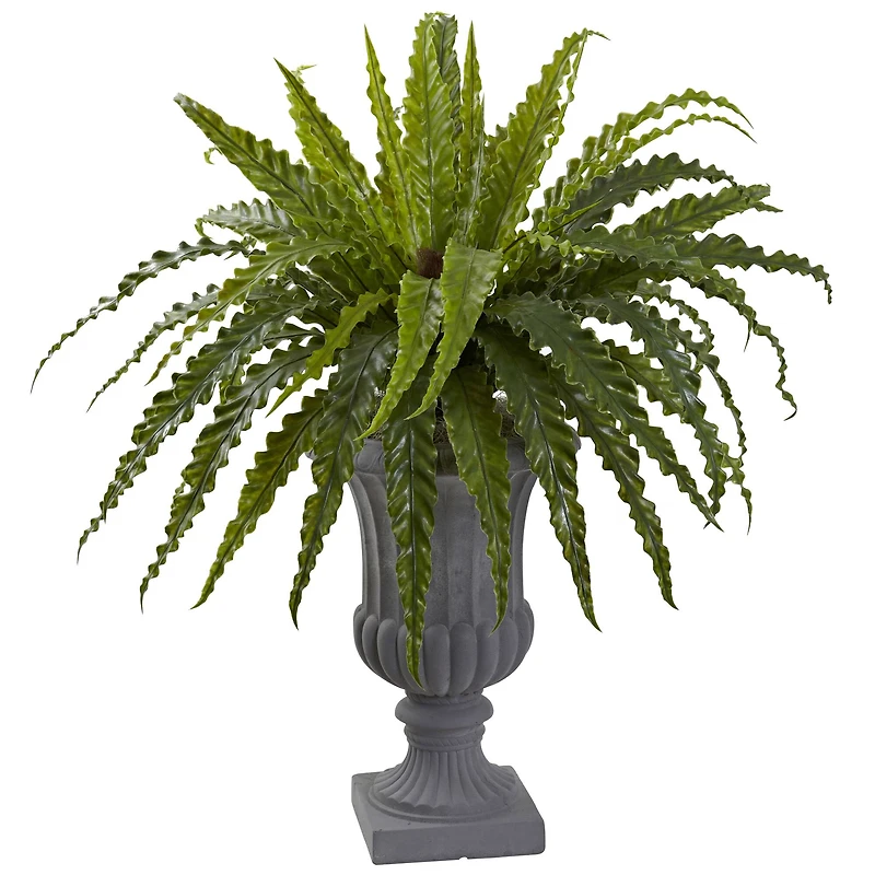 2.5ft. Birdsnest Fern with Urn