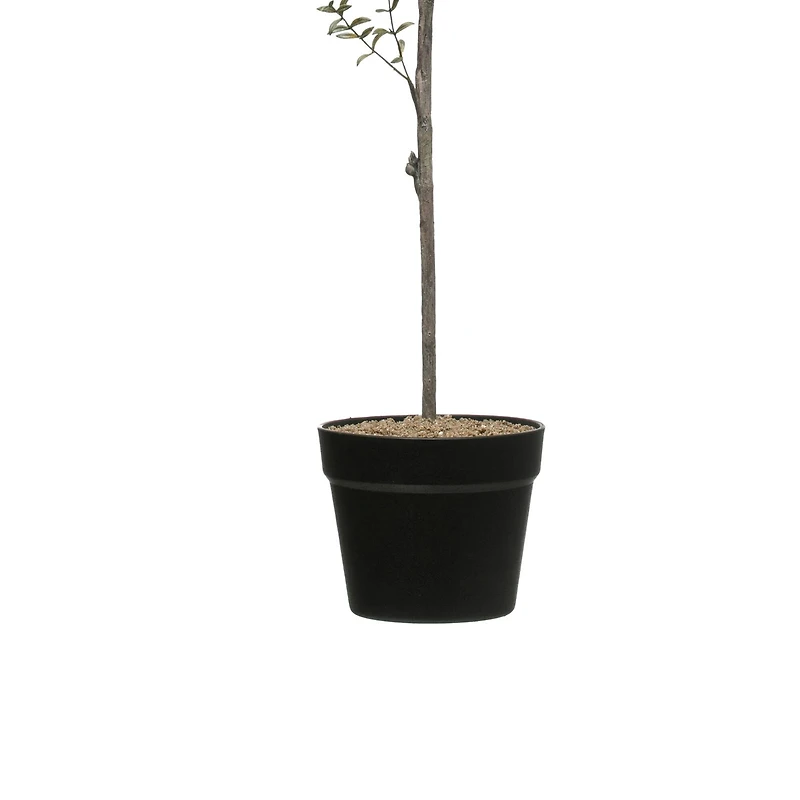 Hello Honey® 29" Potted Thyme Topiary Tree