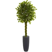 6.5ft. Braided Ficus Tree in Cylinder Planter