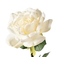 6 Pack: White Rose Stem by Ashland®