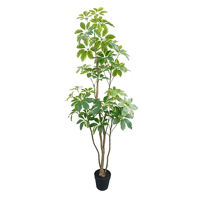 5ft. Potted Variegated Schefflera Tree by Ashland®
