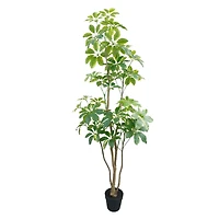 5ft. Potted Variegated Schefflera Tree by Ashland®