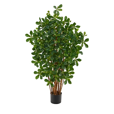 3.5ft. Potted Black Olive Tree