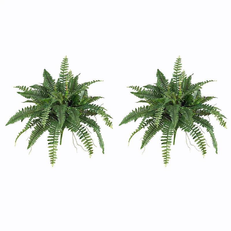 15" Boston Fern, 2ct.