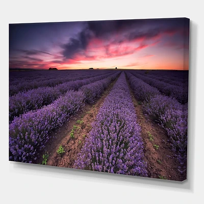 Designart - Sunrise & Dramatic Clouds Over Lavender Field IX