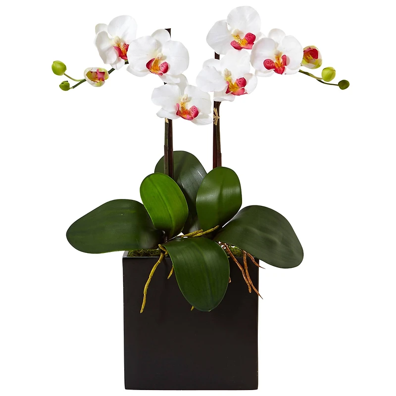 18.5" Double Mini Phalaenopsis Silk Orchid in Black Vase