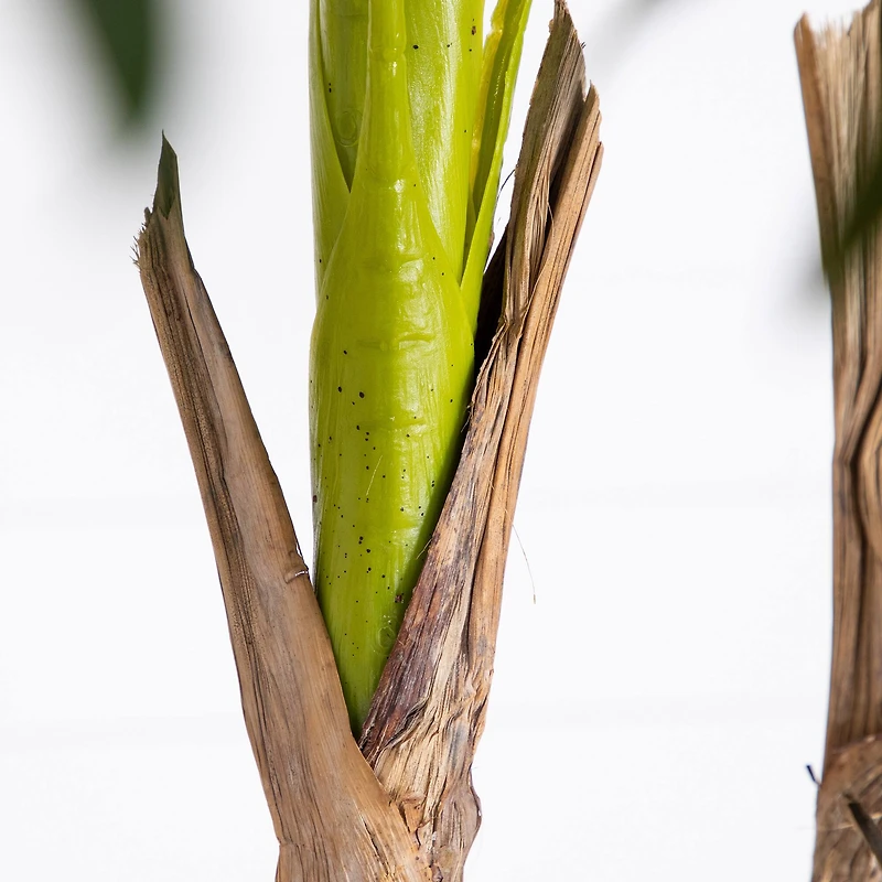 9.5ft. Potted Giant 5 Stalk Areca Palm Tree