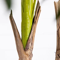 9.5ft. Potted Giant 5 Stalk Areca Palm Tree