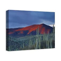 Field Of Cactus 20" x 16" Canvas Wall Art